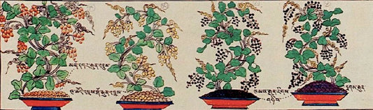 The Divine Gift of the Celestial Maidens: An Explanation of Himalayan Grapes - Gandhanra-ART