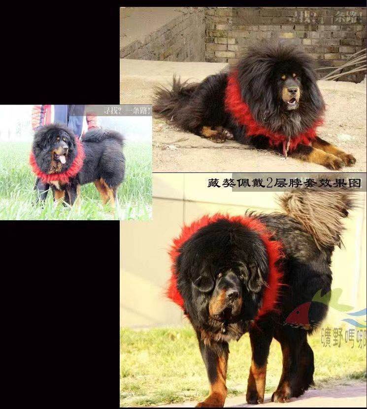 Traditional Kekhor Collar of Tibetan Mastiff - Gandhanra-ART