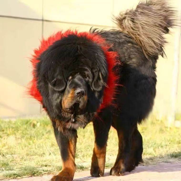 Traditional Kekhor Collar of Tibetan Mastiff - Gandhanra-ART
