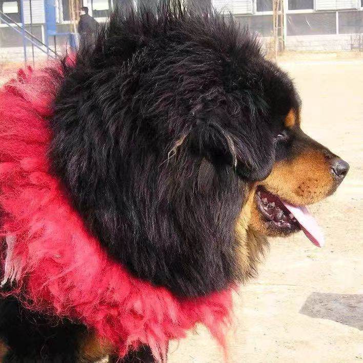 Traditional Kekhor Collar of Tibetan Mastiff - Gandhanra-ART