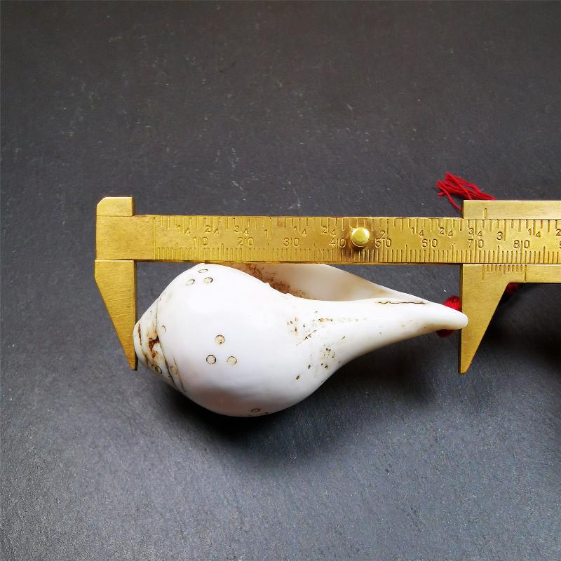 White Shankha Ritual 2.8"