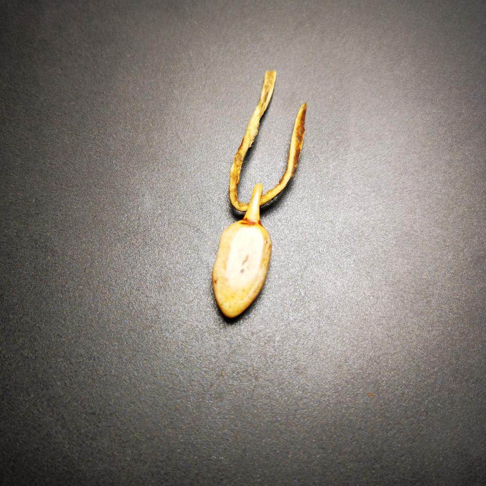 Amulet,Skull Bead Counter Clip - Gandhanra-ART