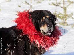 Traditional Kekhor Collar of Tibetan Mastiff - Gandhanra-ART