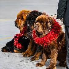 Traditional Kekhor Collar of Tibetan Mastiff - Gandhanra-ART