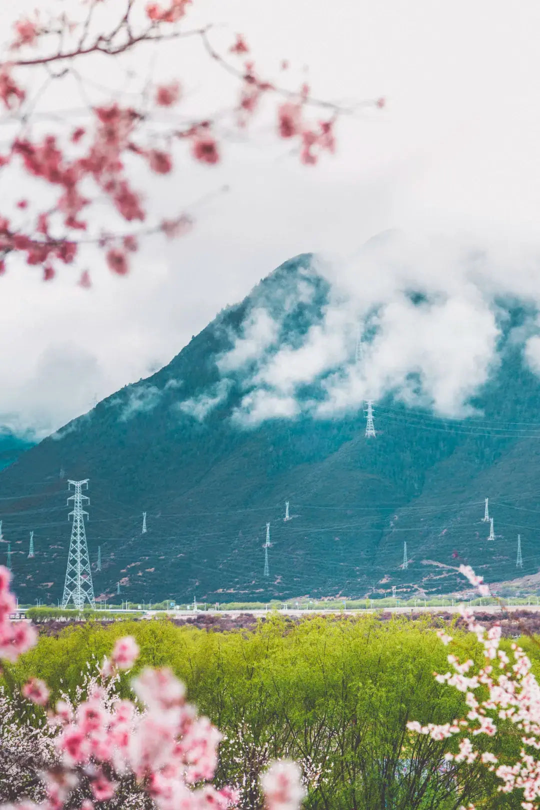 "Pink-White Peach Blossoms" ▎ The Romance of Tibetan Culture - Gandhanra-ART