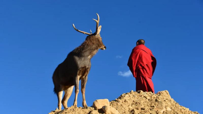 How does a monk love his hometown?