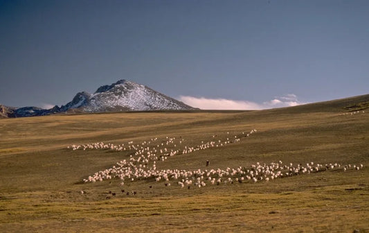 American ranch ecologist, wild yak researcher, 40 years of Tibetan nomadic exploration and boundless passion.