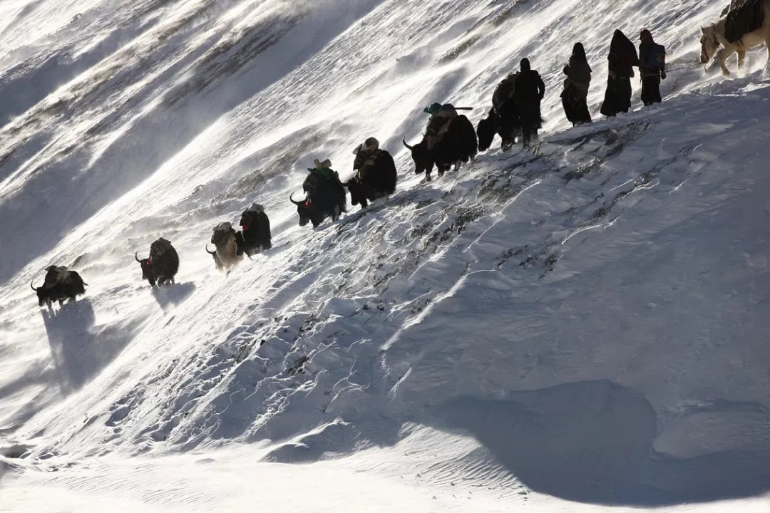 The World Through the Lens of a British Female Photographer: Her Journey Across the Himalayas with the Last Yak Caravan.