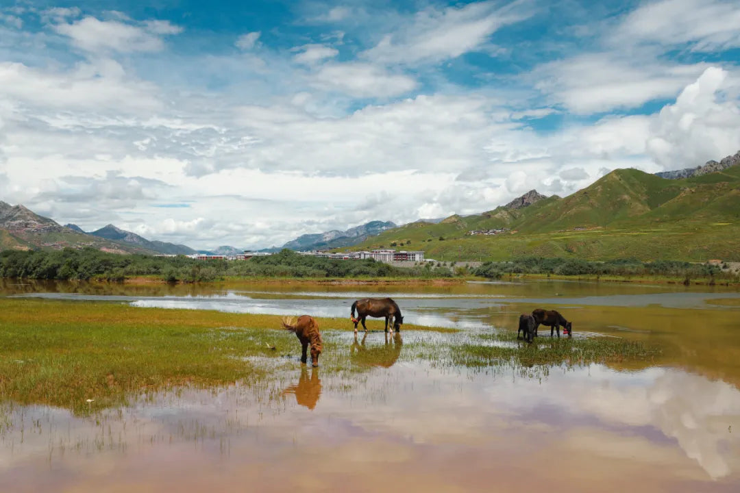 "What Are You Lookin' At?" ▎ Wildlife Collection by Herdsman Photographer