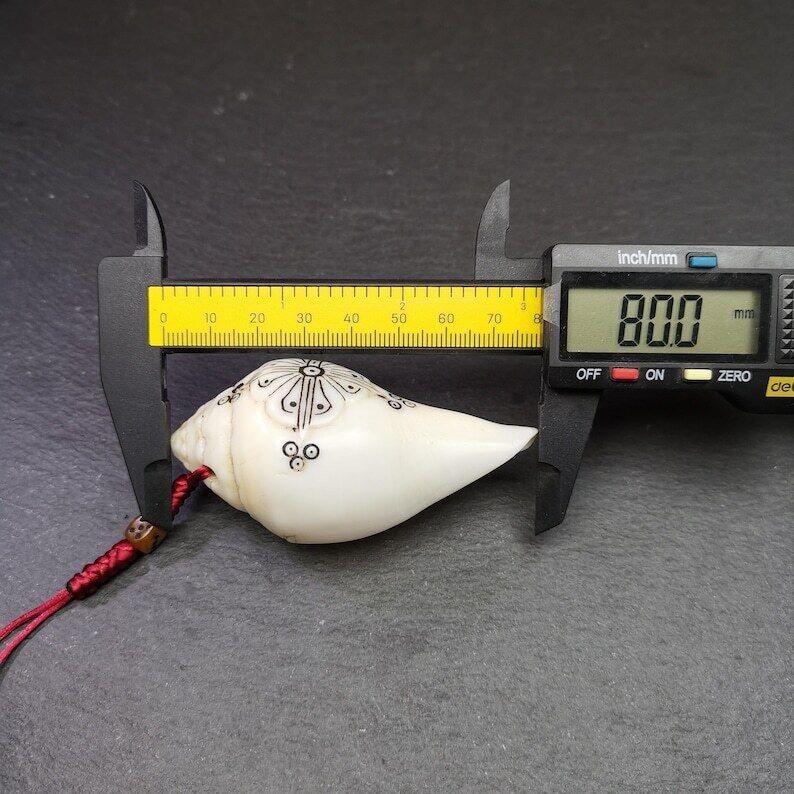 White Conch Shankha 3.15"×1.54"