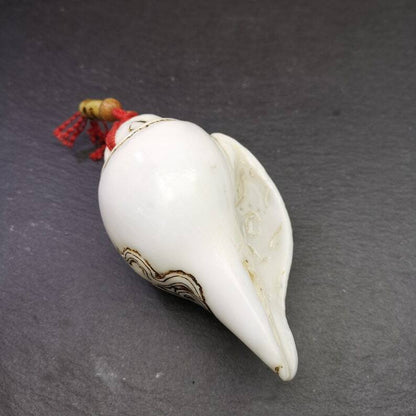 White Conch Shankha 3.66"×2.17"