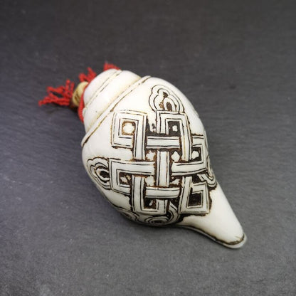 White Conch Shankha 3.66"×2.17"