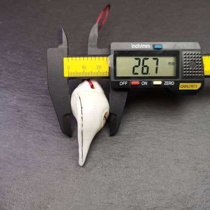 White Conch Shankha 2.36" - Tibetan Buddhist art, size reference