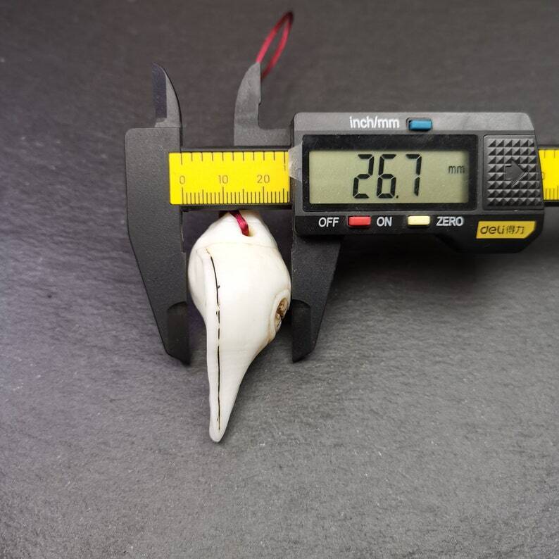 White Conch Shankha 2.36" - Tibetan Buddhist art, size reference