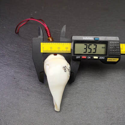 White Conch Shankha 3.15" - Tibetan Buddhist art, size reference