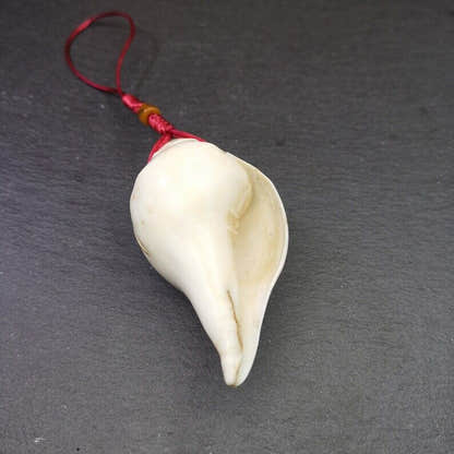 White Conch Shankha 3.31" - Tibetan Buddhist art, view 6