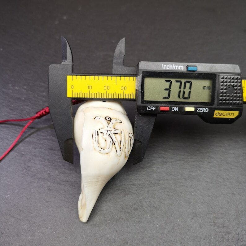 White Conch Shankha 3.31" - Tibetan Buddhist art, size reference