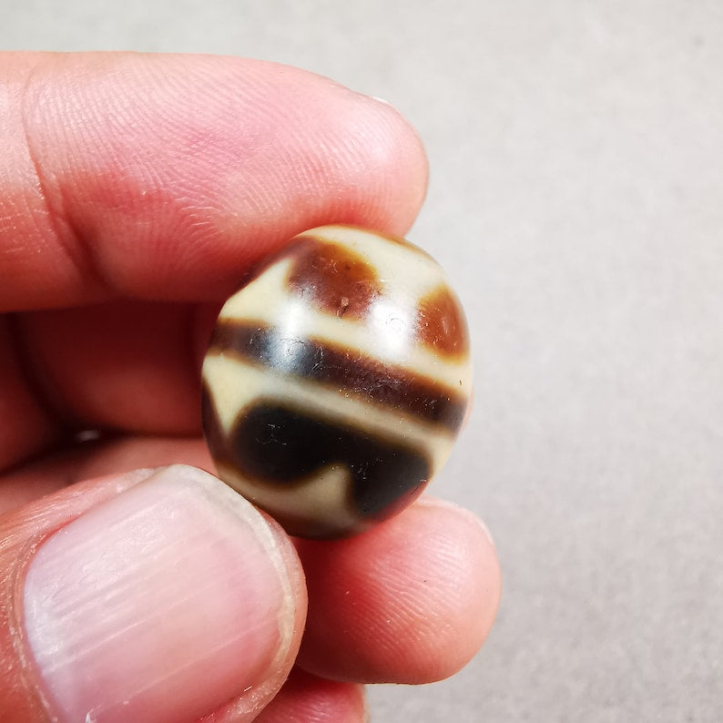 Tiger Tooth Dalo Dzi Bead